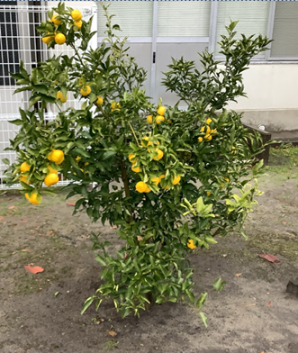 花が咲いている花壇

自動的に生成された説明